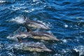 COMMON DOLPHIN NEWBORN Royalty Free Stock Photo