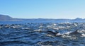 Dolphin pod breaching, False Bay, South Africa Royalty Free Stock Photo
