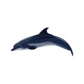 Common dolphin vector