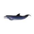 Common dolphin vector Royalty Free Stock Photo