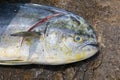 Common dolphinfish in Buzios, Brazil