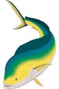 Common Dolphinfish Illustration Royalty Free Stock Photo