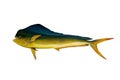 Common dolphinfish isolated on a white background.