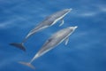 Common dolphins