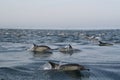 Common Dolphins 2 Royalty Free Stock Photo