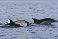 Common dolphins (Delphinus delphis) Royalty Free Stock Photo