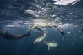 Common Dolphins Feeding Royalty Free Stock Photo