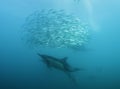 Common Dolphins Feeding Royalty Free Stock Photo