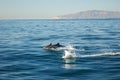 Common Dolphins with Island