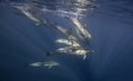 Common Dolphins South Africa Royalty Free Stock Photo