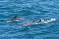 Common Dolphins swim off coast the coast of Cape Cod. Royalty Free Stock Photo