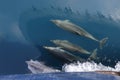 Common Dolphins swimming in the wake of a cruise ship`s bow