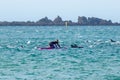 Girl With Dolphins At New Zealand Lyall Bay Royalty Free Stock Photo