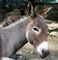 Common donkey (Equus asinus) Royalty Free Stock Photo
