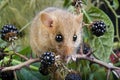 Common Dormouse, muscardinus avellanarius, Eating Blackberries, Normandy Royalty Free Stock Photo