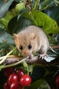 Common Dormouse, muscardinus avellanarius, Normandy Royalty Free Stock Photo