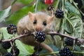 Common Dormouse, muscardinus avellanarius, Normandy Royalty Free Stock Photo