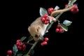 Common Dormouse, muscardinus avellanarius, Normandy Royalty Free Stock Photo