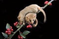 Common Dormouse, muscardinus avellanarius, Normandy Royalty Free Stock Photo
