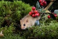 Common Dormouse, muscardinus avellanarius, Normandy Royalty Free Stock Photo