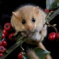 Common Dormouse, muscardinus avellanarius, Normandy Royalty Free Stock Photo