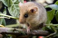 Common Dormouse, muscardinus avellanarius, Normandy Royalty Free Stock Photo
