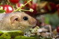 Common Dormouse, muscardinus avellanarius, Normandy Royalty Free Stock Photo