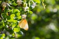 Common Dotted Border butterfly Mylothris agathina