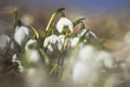 Common double snowdrop, Galanthus nivalis \'Flore pleno Royalty Free Stock Photo