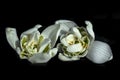 Common double snowdrop, Galanthus nivalis \'Flore pleno Royalty Free Stock Photo