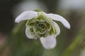 Common double snowdrop, Galanthus nivalis \'Flore pleno Royalty Free Stock Photo