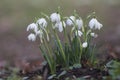 Common double snowdrop, Galanthus nivalis \'Flore pleno Royalty Free Stock Photo