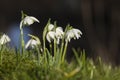 Common double snowdrop, Galanthus nivalis \'Flore pleno Royalty Free Stock Photo