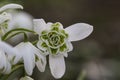Common double snowdrop, Galanthus nivalis \'Flore pleno Royalty Free Stock Photo