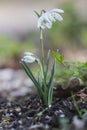 Common double snowdrop, Galanthus nivalis \'Flore pleno Royalty Free Stock Photo