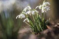 Common double snowdrop, Galanthus nivalis \'Flore pleno Royalty Free Stock Photo