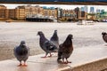 Common doves pigeons birds sitting on the railing of Thames river promenade Royalty Free Stock Photo