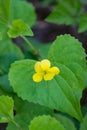 Downy Yellow Violet