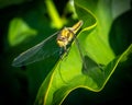 Common dragonfly close-up in the garden in the Netherlands Royalty Free Stock Photo