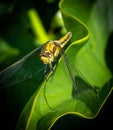Common dragonfly close-up in the garden in the Netherlands Royalty Free Stock Photo