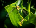 Common dragonfly close-up in the garden in the Netherlands Royalty Free Stock Photo