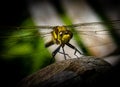 Common dragonfly close-up in the garden in the Netherlands Royalty Free Stock Photo