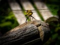 Common dragonfly close-up in the garden in the Netherlands Royalty Free Stock Photo
