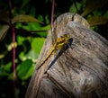 Common dragonfly close-up in the garden in the Netherlands Royalty Free Stock Photo