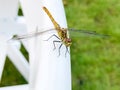 Common dragonfly close up Royalty Free Stock Photo