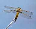 Dragonfly Photo and Image. Close-up rear view with its wing spread, perch on a twig with blue background in its environment and Royalty Free Stock Photo