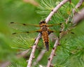 Dragonfly Photo and Image. Close-up rear view with its wing spread, resting on a tree branch with green forest background in its Royalty Free Stock Photo