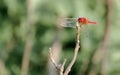 Common Dragonfly Damselfly insect Odonata infraorder Anisoptera grasshopper family. A beautiful colorful creature in the natural