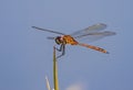 Common dragonfly perched on flower stem