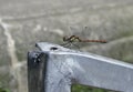 Common dragonfly